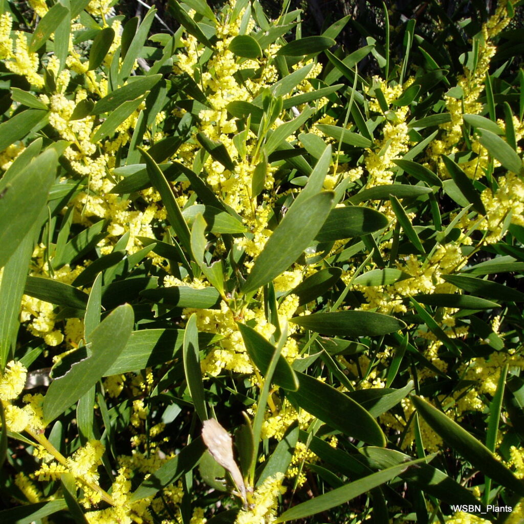 acia-longifolia-ssp-sophorae