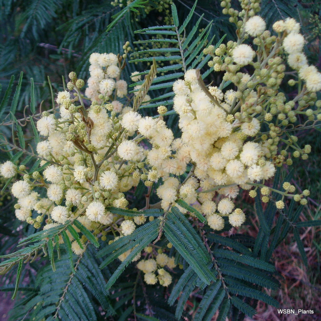 Acacia-mearnsii