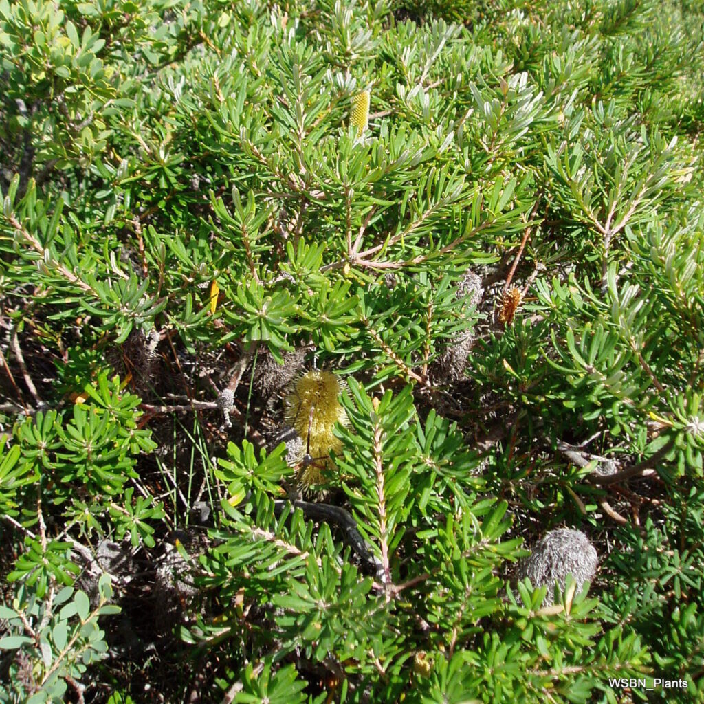 Banksia-marginata