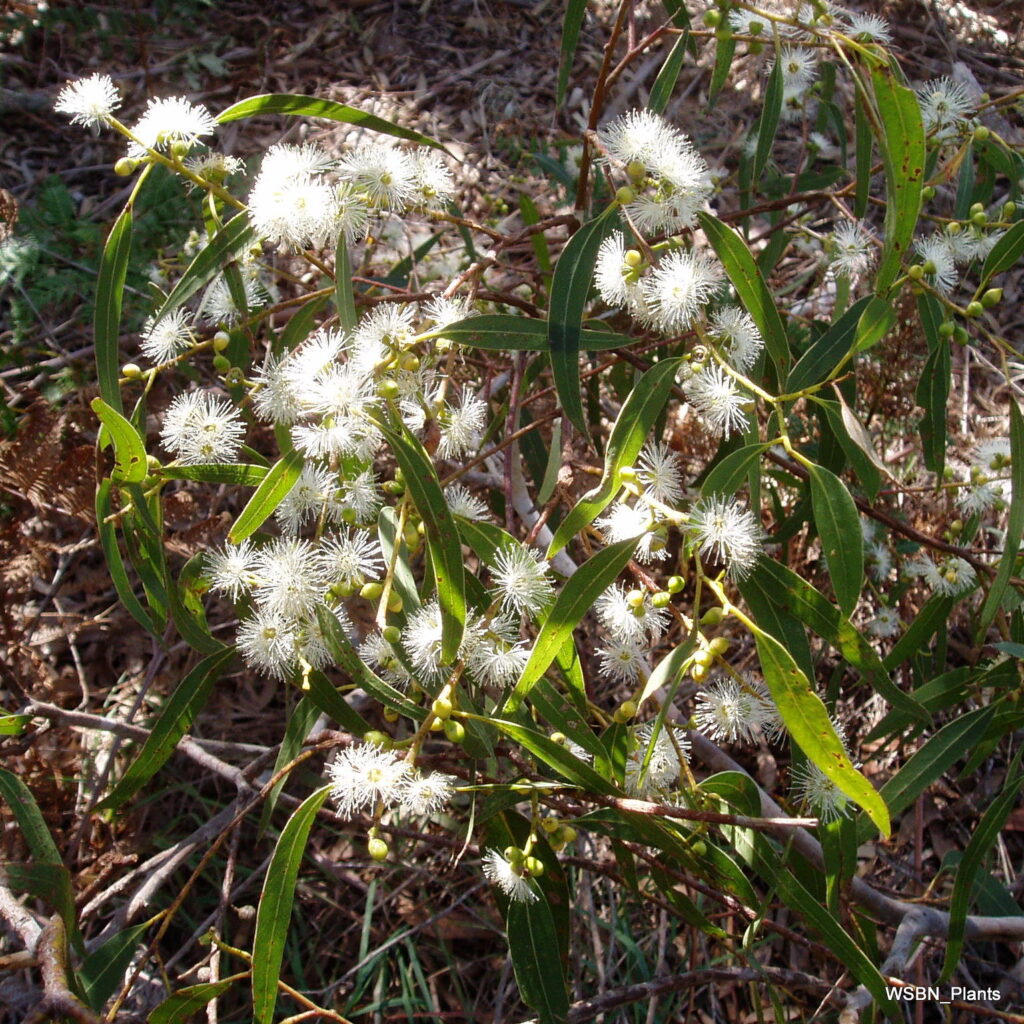 Eucalyptus-viminalis-ssp-pryoriana