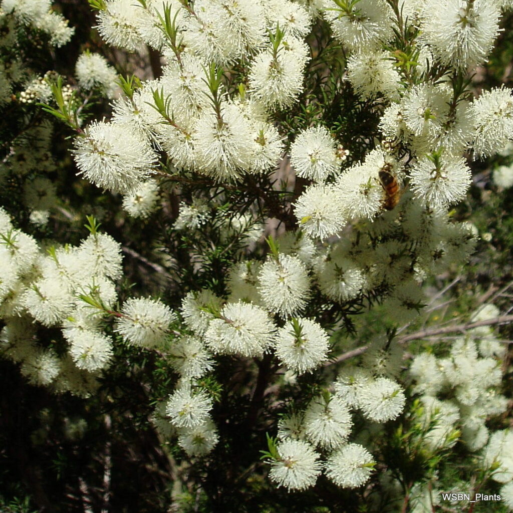 Melaleuca-ericifolia