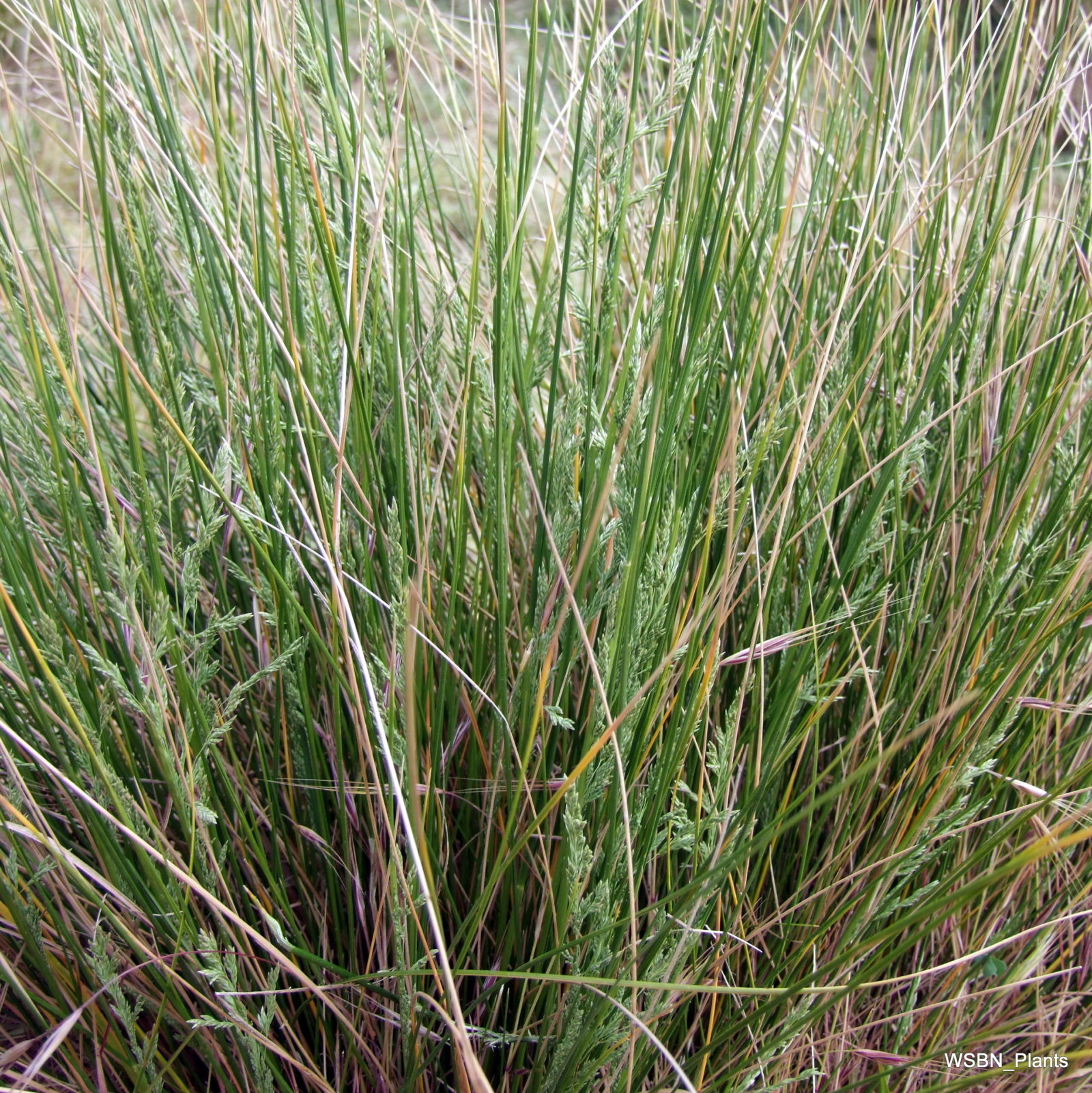 Poa poiformis – Wonthaggi Seed Bank & Nursery