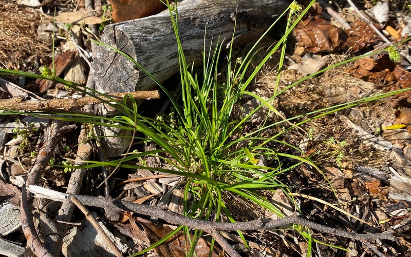 Carex-inversa
