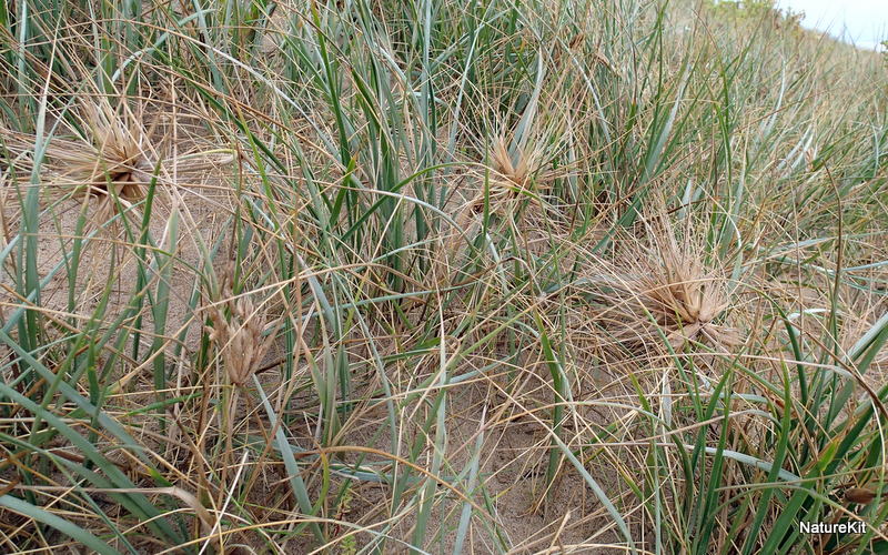 Spinifex sericeus - Hairy Spinifex