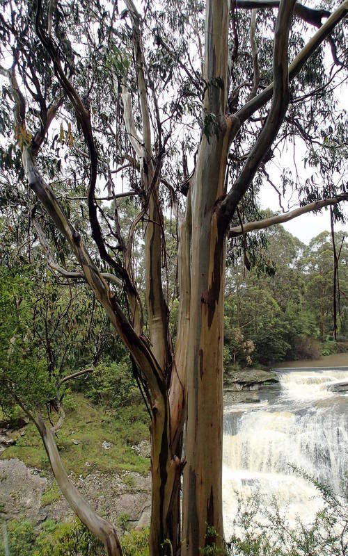 Eucalyptus-viminalis-ssp.-viminalis